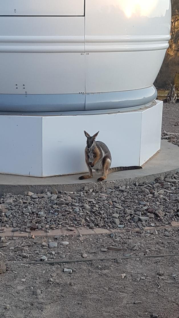 Local wildlife at Arkaroola