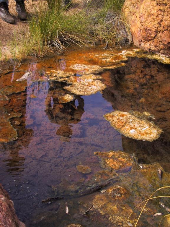 Paralana hot springs
