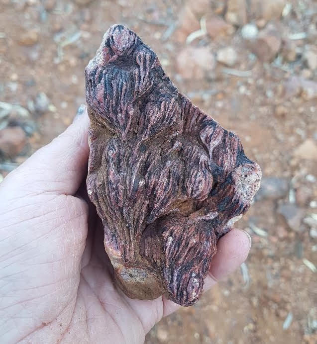 Possible microbialites at Mt Gee