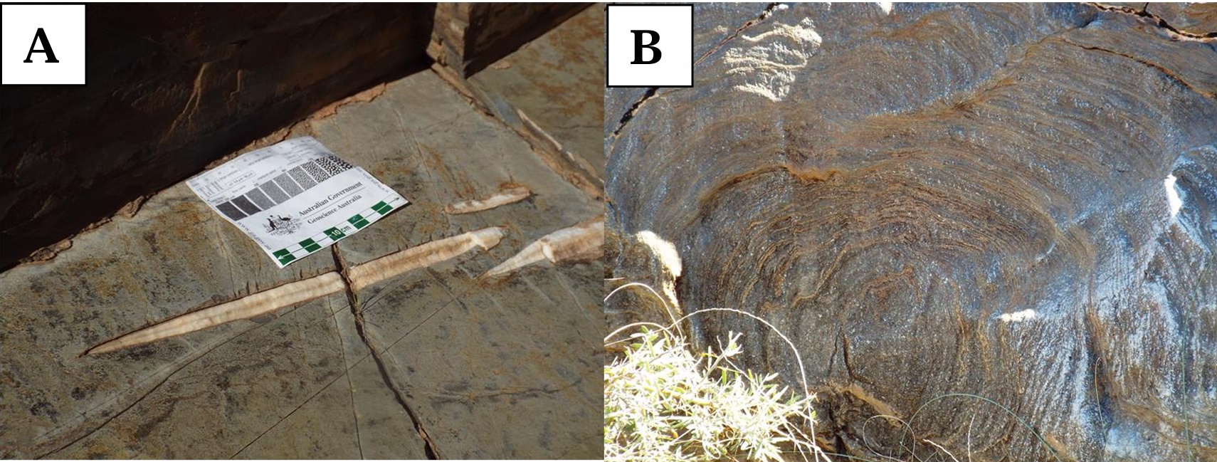 Fibrous calcite veins in the Tapley Hill Formation hosting possible deep-biosphere microfossils and a roughly 1.5 metre stromatolite of the Balcanoona Formation