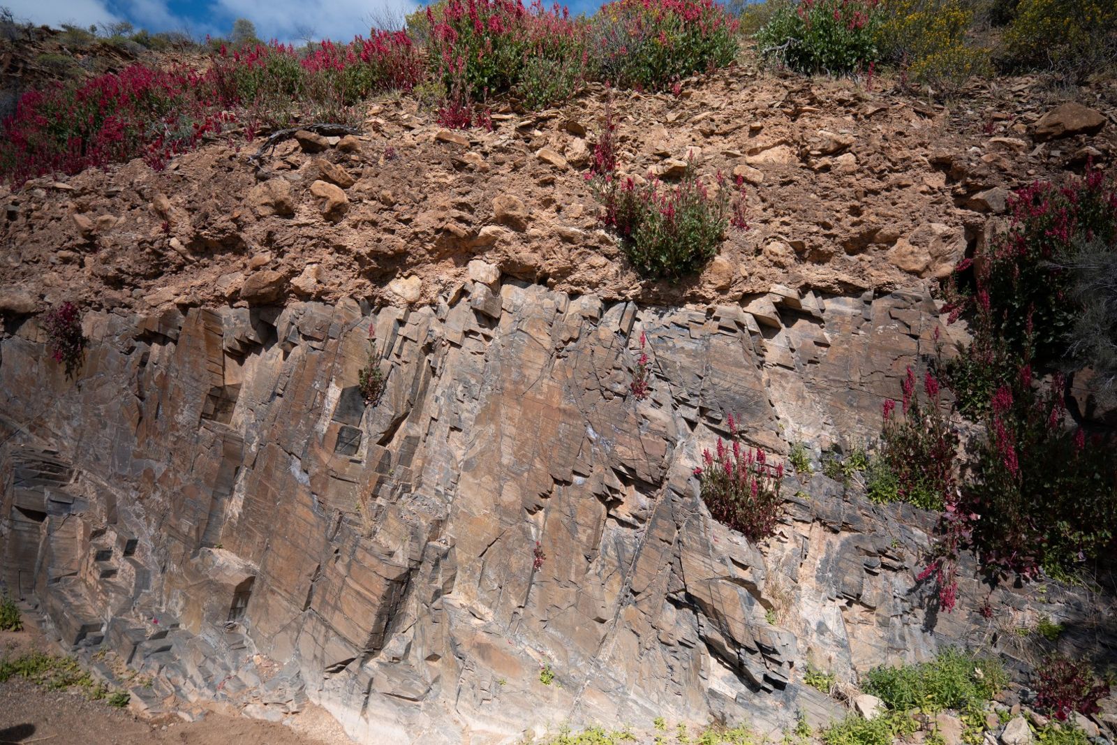 A grey layered cliff topped with pink flowering plants