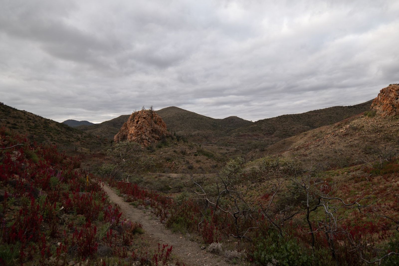 A walking track through red-leafed plants towards a rocky outcrop, under grey cloud
