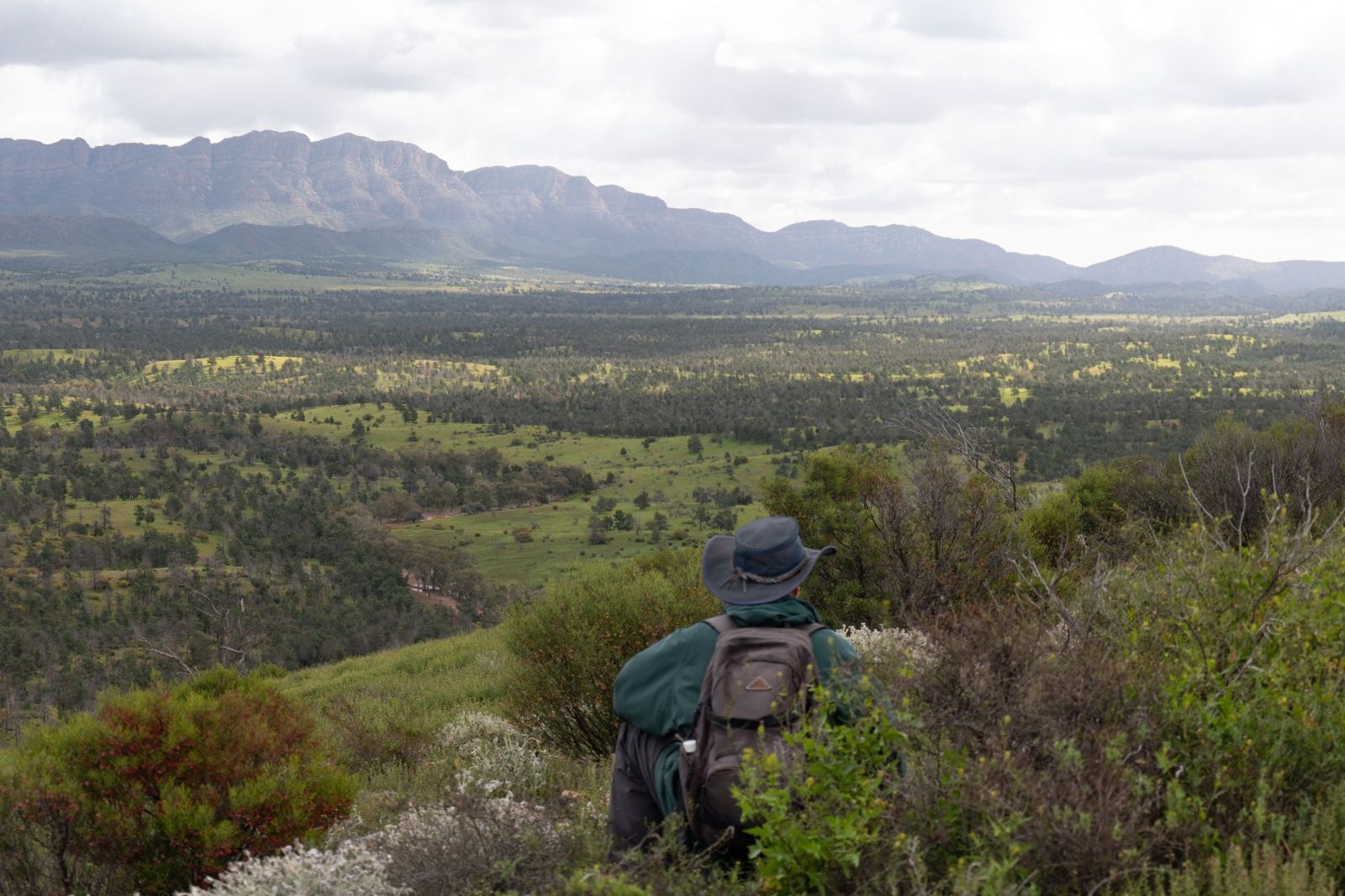 A walker looking out over green plains towards the walls of Wilpena Pound