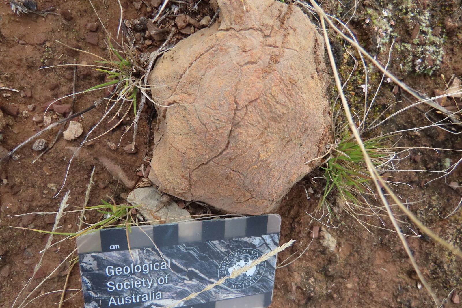 A rounded rock with fine layering on red soil, with a Geological Society of Australia scale card